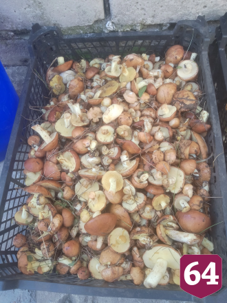 Саратовцы собирают грибы ящиками и ведрами
